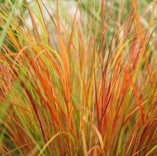 Pheasant's-tail grass plant