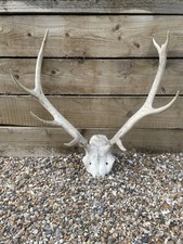 Large Red Deer Antlers 