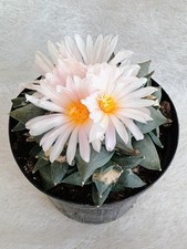 Ariocarpus Confusus - 4