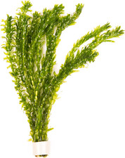 10 X Oxygenating Weeds Live