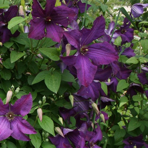 Clematis polish spirit - polish,