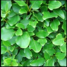 10 x Griselinia Hedging Plants Evergreen Approx  1m tall
