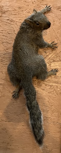 Eastern gray squirrel climbing - eastern,
