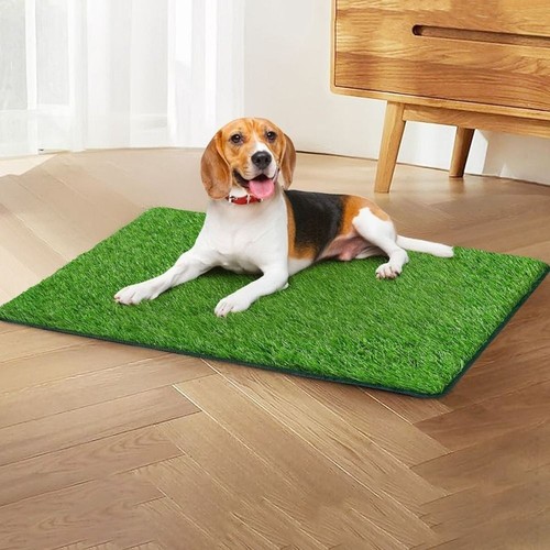 Large pet dog - pet, toilet