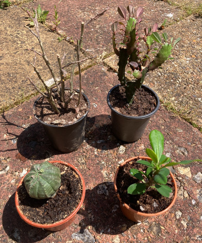 Succulent indoor euphorbia - indoor,