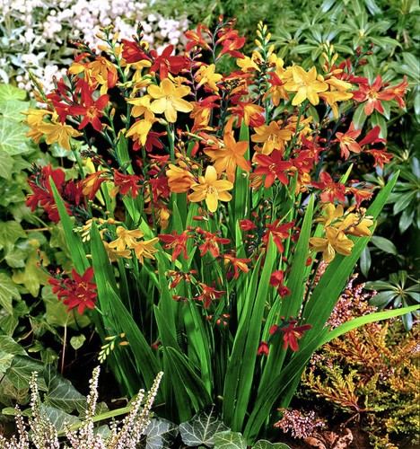 Crocosmia montbretia mixed - crocosmia,