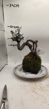 Moss Ball Cliff Elm Bonsai