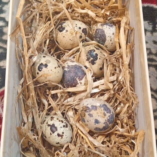 Speckled quail eggs wooden - eggs, in