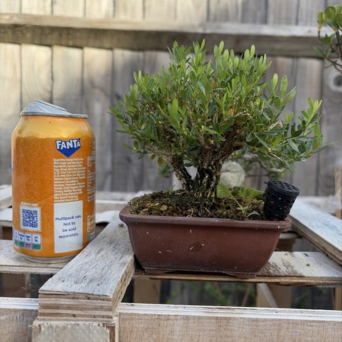 Boxwood bonsai tree - boxwood,