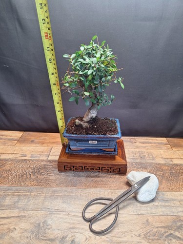 Chinese elm bonsai trees - , in