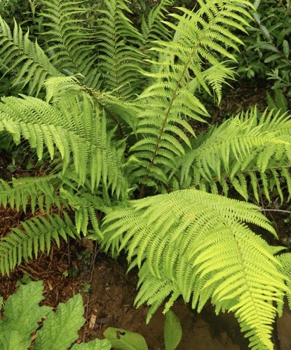 Large dryopteris atrata - x,