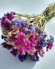 Dried Statice bunch of 25