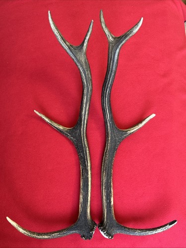 Pair red deer antlers 734g - red,