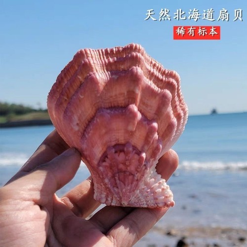 11cm natural rare seashell - 10-11cm,