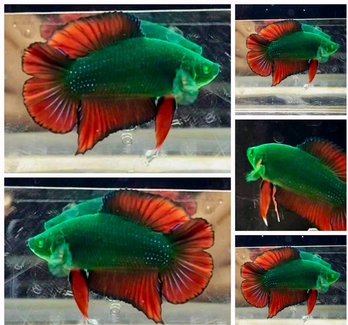 Live betta fish - double, tail