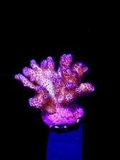 Coral frags SPS Frag Montipora Seriatopora Pocillopora Easy/Colourful