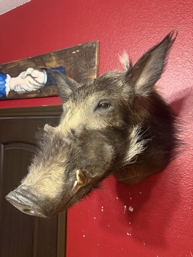 Taxidermy bushpig shoulder - taxidermy,