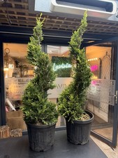 Spiral conifer - 🌿,