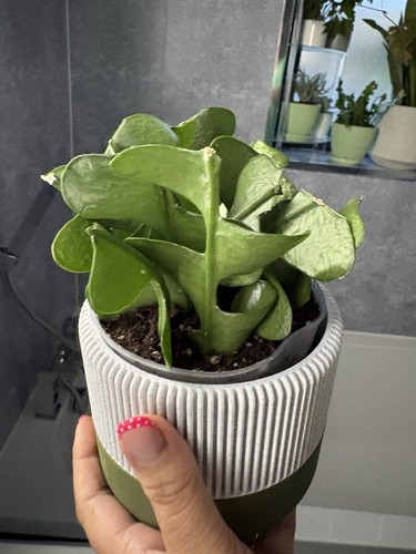 Epiphyllum angulier fishbone - angulier,