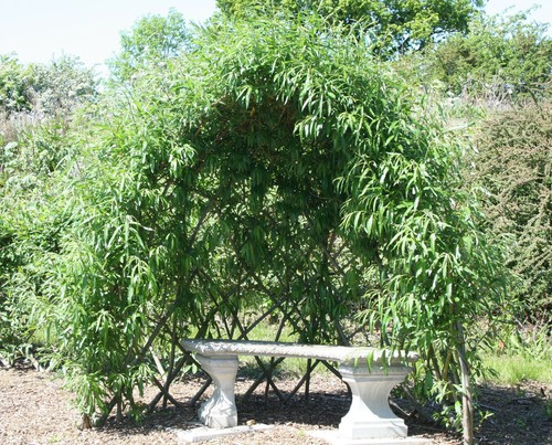 Willow whips domes tunnels - willow,