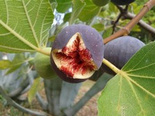 Fig Fruit Tree Rouge de Bordeaux Extra Large 4ft | 5 Litre Pot By Direct Plants