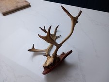 Large Mounted Deer Antlers - Taxidermy Stag Mounted Head Decor horns