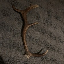 RED DEER  ANTLERS deer antlers