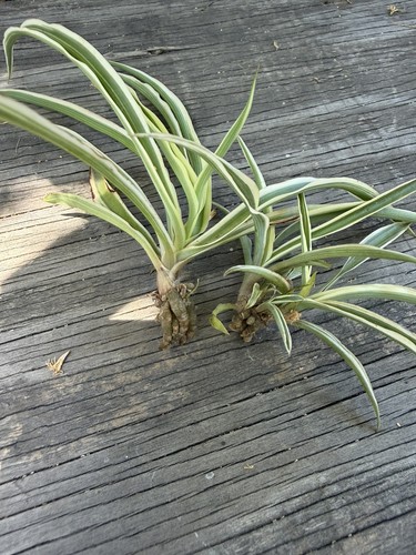 Small spider plant - babies,