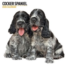 Cocker Spaniel 2026 Modern Calendar