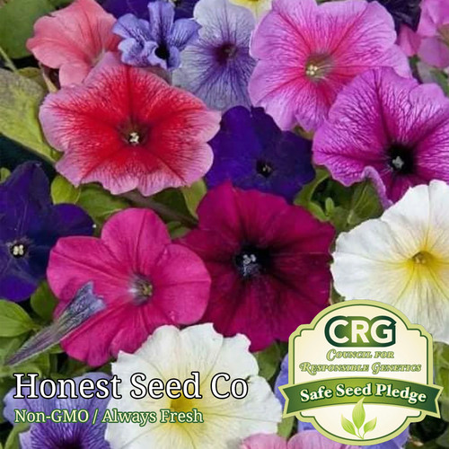 Dwarf petunia seeds mix colors - dwarf,