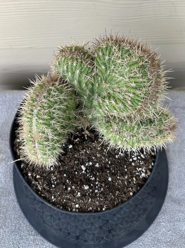 Nyctocereus serpentinus