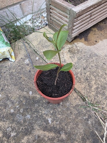 Jamun java plum syzygium - plum, (syzygium