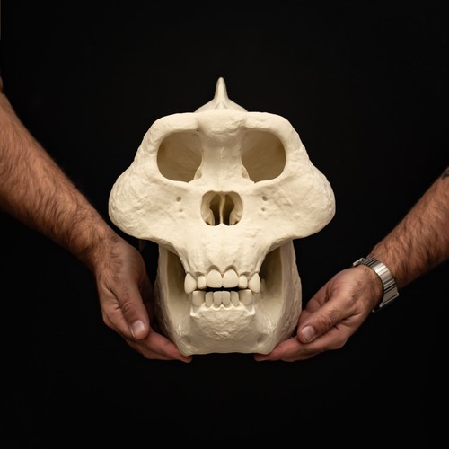 Gigantopithecus skull replica - gigantopithecus,