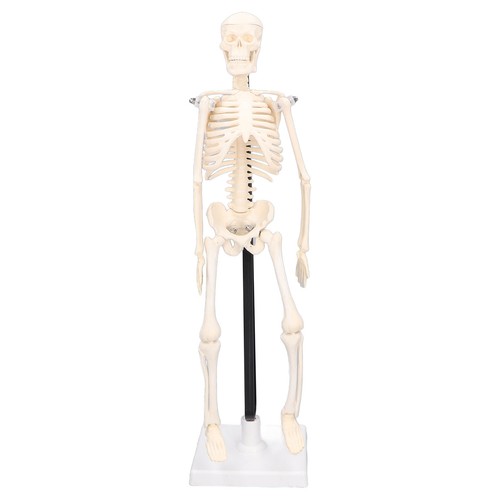 Human skeleton model - skeleton,