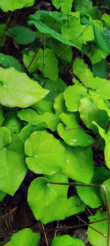 Epimedium perralchicum - -,