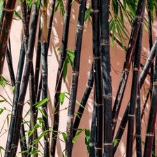Black Bamboo Plant - Glossy