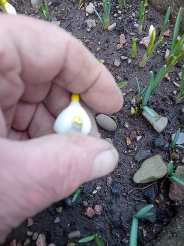 Ray cobb snowdrop - , dormant