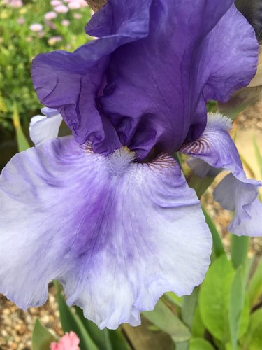 Blue bearded iris - blue,