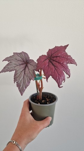 Begonia candy queen - candy, (i
