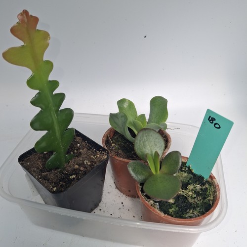 Succulent plant bundle - plant,