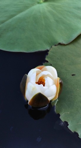 White pond lilly water - white, lilly,