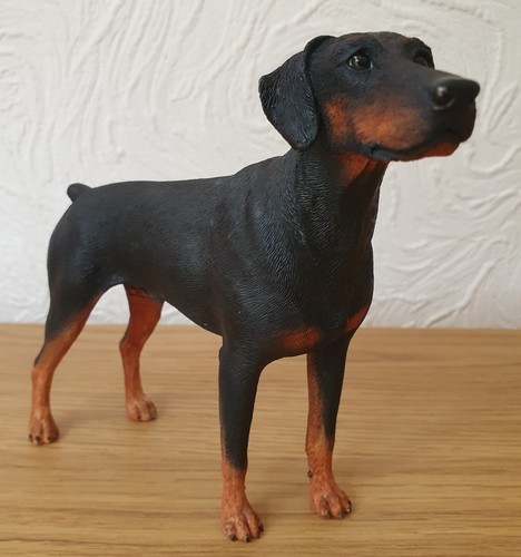 Gorgeous vintage doberman - vintage,