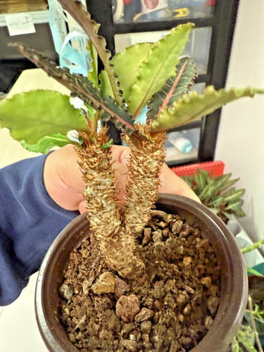 Rare plant succulent live - plant,