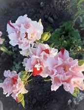 JAPANESE ROSE KANATA   BARE