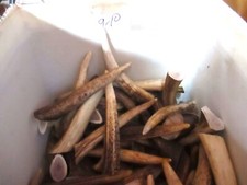 DEER ANTLER TIPS FOR