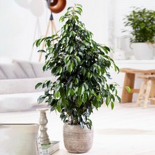 Weeping Fig Large Indoor House Plant Real Ficus Danielle Evergreen Tall Plants