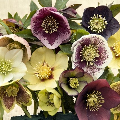 Hellebore lenten beauty mix - lenten,