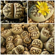 10 seeds of LITHOPS dorotheae
