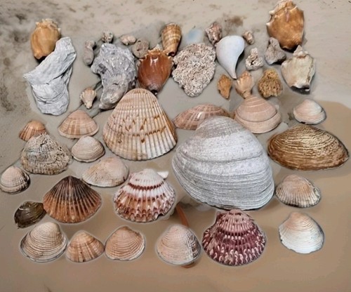 Lot genuine sea - lot,