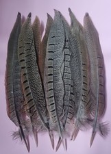 20 Natural Pheasant Cock Tail